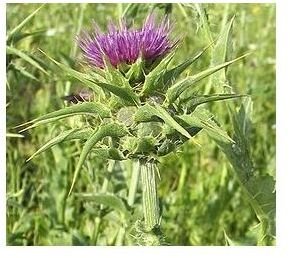 Learn the Benefits of Milk Thistle Tea and Extract