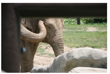 The Asian elephant behind bars
