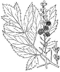 Learn the Benefits of Black Cohosh Root