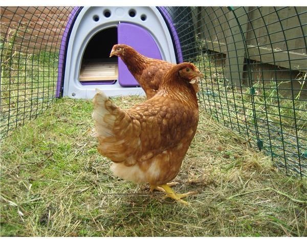 Caring for Chickens in the Winter: Do They Need Supplemental Light to Produce Eggs?