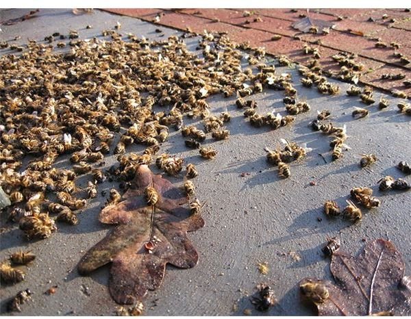 Dead Honey Bees