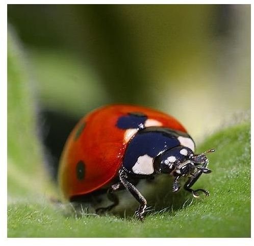 Interesting Ladybug Facts for Kids and Adults