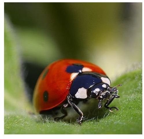 interesting-ladybug-facts-for-kids-and-adults