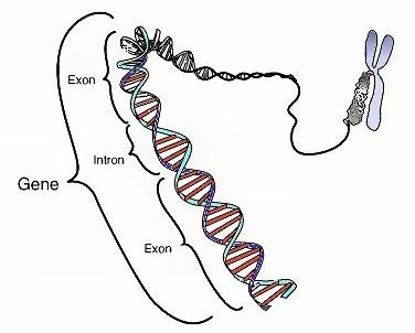 Guide to Distance Learning: Genetics