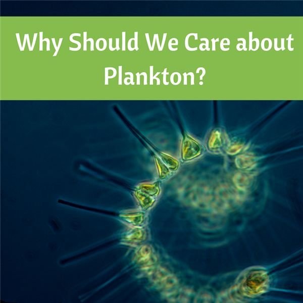 Why Are Plankton So Important to Humans