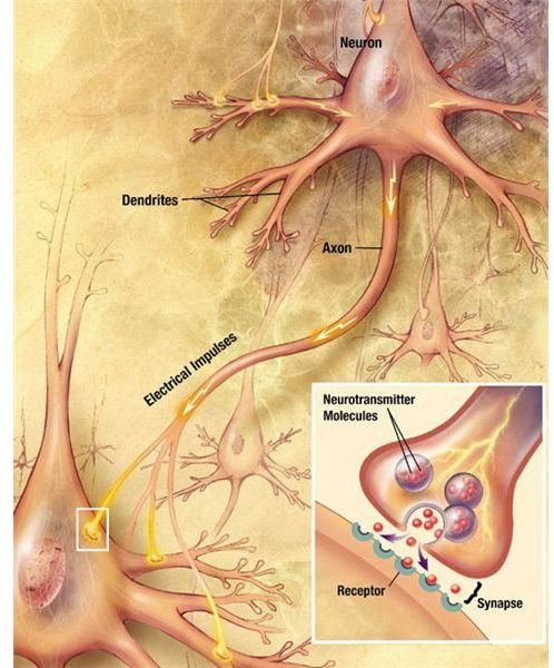 Brain Chemistry and Neurotransmitters: A Study Guide