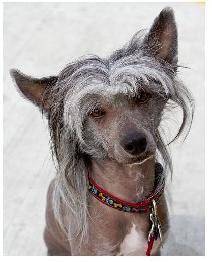 Chinese Crested