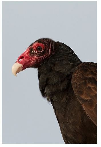 turkey vulture picture