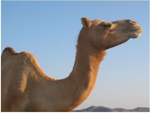 Learn the Adaptations of the Camel to a Desert Environment