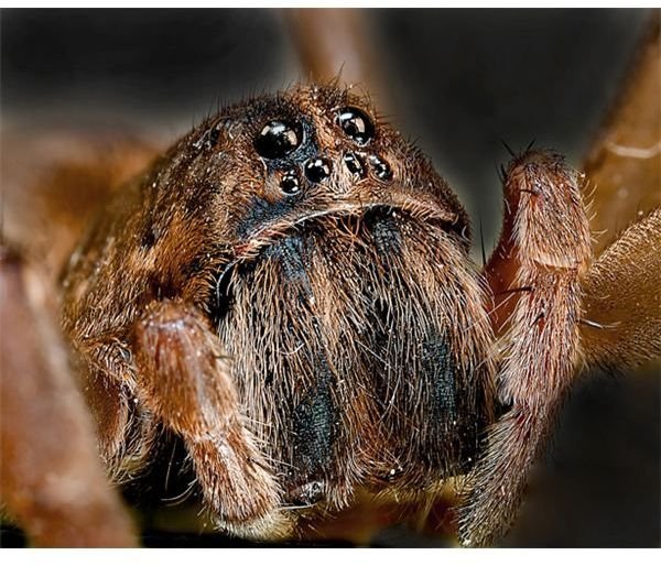 Wolf Spider - Image Credit: https://www.publicdomainpictures.net/view-image.php?image=3186&picture=wolf-spider