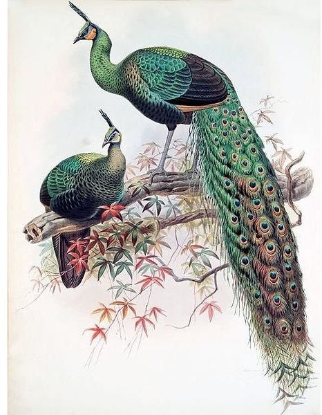 Male and Female Peacock