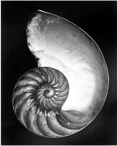 by Edward Weston