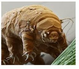 Tardigrades, Water Bears or Micro Bears: What Are These Creatures?