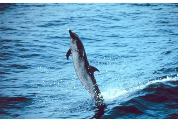 Pantropical spotted dolphin
