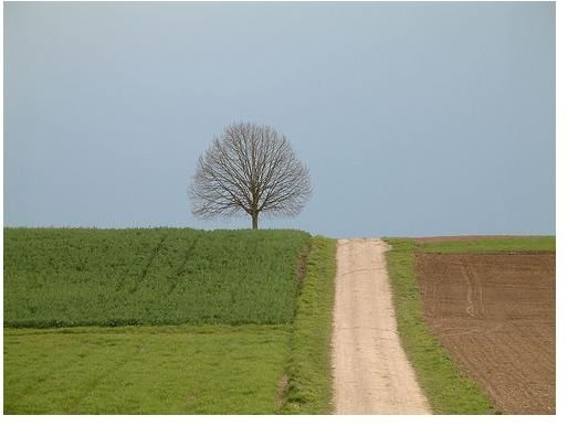 Tree Photography - Tips on How to Photograph Trees