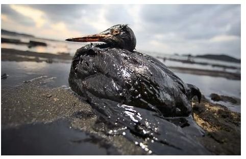 Why Do Oil Spills Occur?