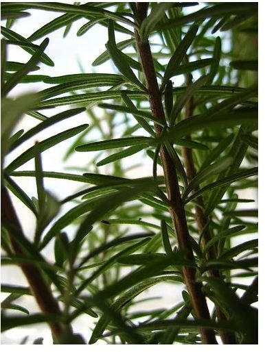 All About Rosemary Health Benefits