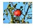 Free Preschool Printable: Apple Tree Seasons