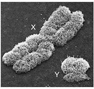 Qualifications to Become a Cytogenetic Technologist