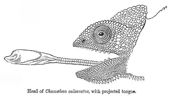 Chameleon&rsquo;s tongue