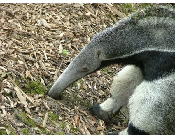 Giant anteater searching for food.