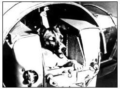 Laika in a capsule