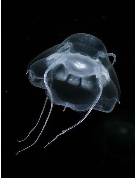 The deep-sea jellyfish Bathykorus bouilloni with 4 tentacles, 12 stomach pouches and 4 smaller secondary tentacles at the edge of its belly