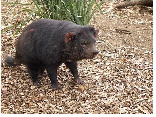 Endangered Species Tasmanian Devil: Low Genetic Diversity as a Factor of the Tasmanian Devil as an Endangered Species