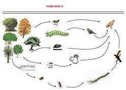 Top 4 Advantages of Biological Pest Control