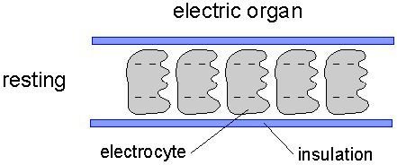 electrocytes motion