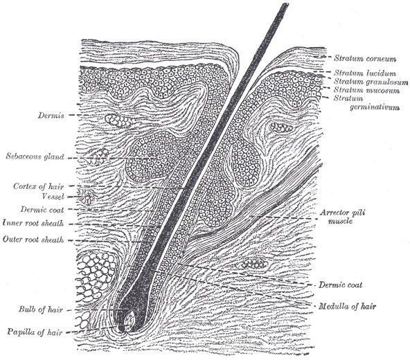 Hair root Greys Anatomy Wikpedia Commons.
