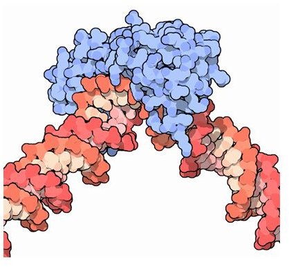 A transcription factor (blue) bound to DNA (red) - image released into the public domain by the US Federal Govt.