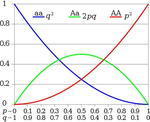 The Hardy-Weinberg Equilibrium Theorem in Population Genetics