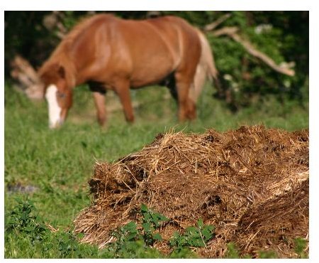 When to Use Manure in the Flower Garden or Vegetable Garden