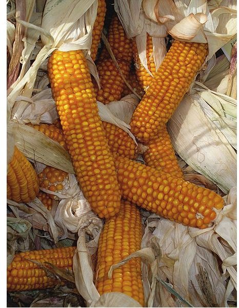 Can you Burn Dried Corn on the Cob in Wood Stoves?