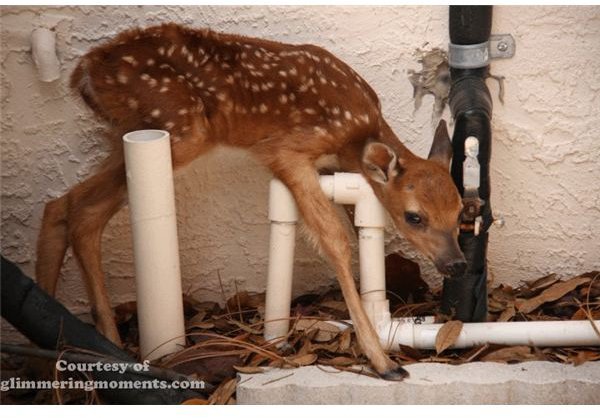 Wild Animals Displaced by Logging in Cities and Towns