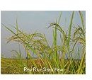 Rice Production:  Agricultural  Research Technology of the Genetically Modified Snorkel Rice