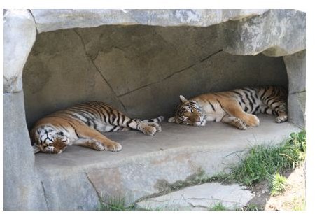 The Amur tigers would rather sleep