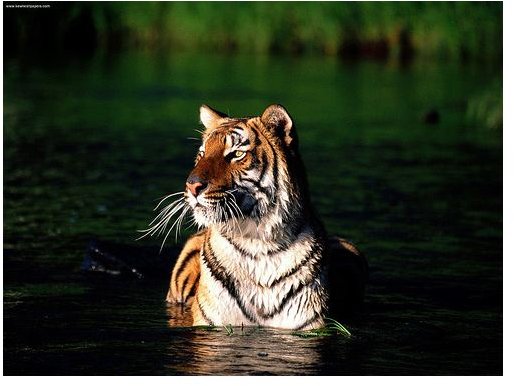 All About Bengal Tigers: Habitat, Diet, Behavior & Why They're on the Endangered Species List
