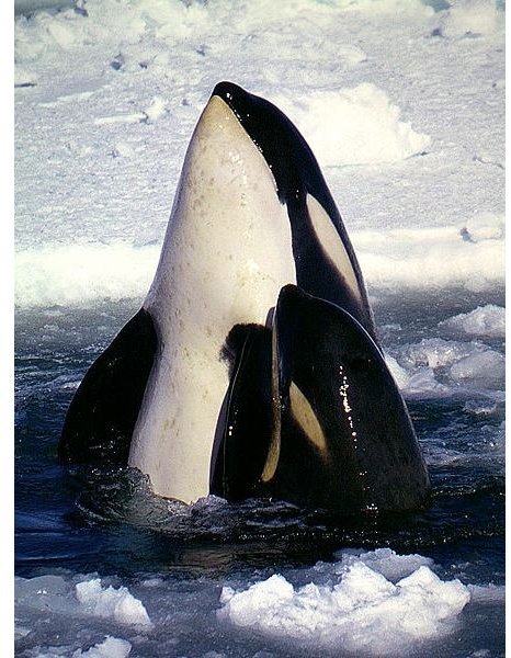 Mother and baby orca