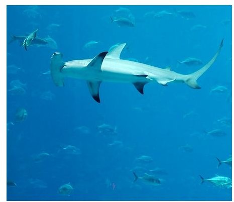 Great Hammerhead Shark Facts for Kids & Adults