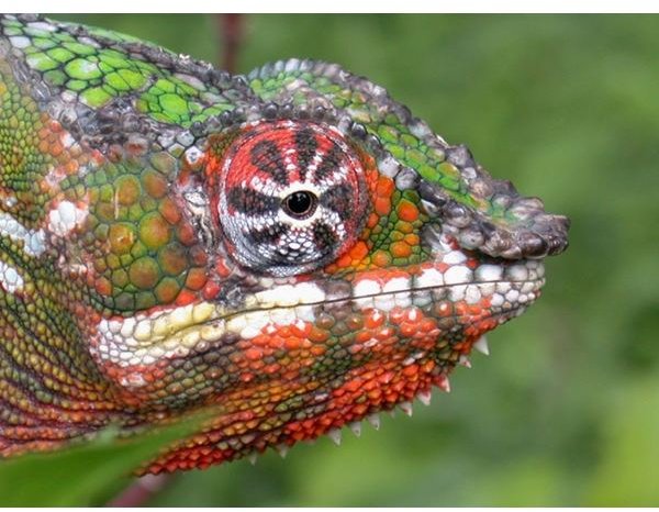 The Fascinating Chameleon:  Facts About Its Physical Traits, Diet, Reproduction and Lifespan