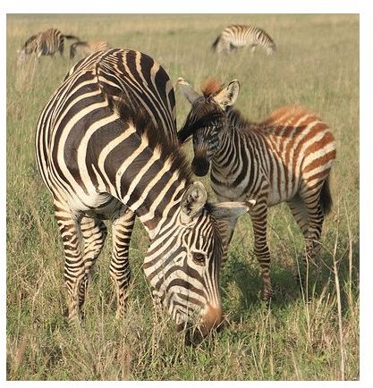 Mother and Baby Zebra