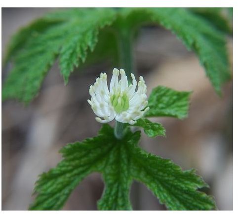 Learn the Benefits of Goldenseal Tea