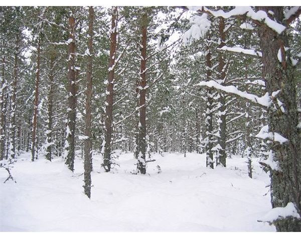 Abernethy Forest - geograph.org.uk - 134031