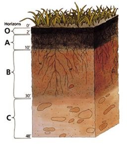 Soil Horizons