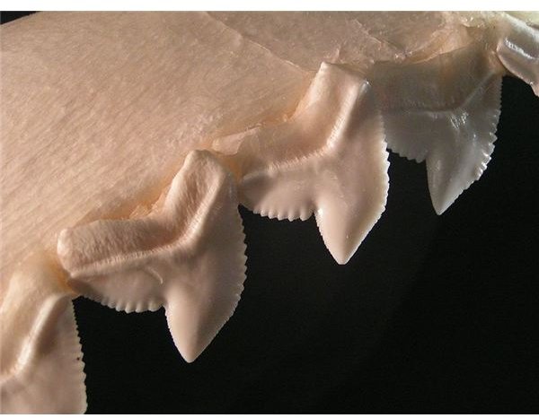 Tiger Shark Teeth