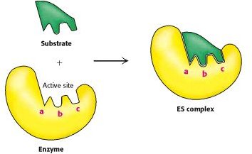 Enzymes by Paul Engel