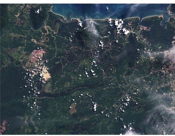Deforestation in Borneo rainforests