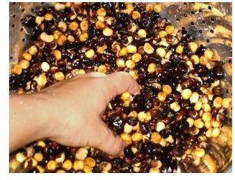 Flint Corn Was Used to Make Hominy